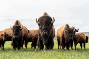Week End du 4 5 6 Septembre Randals Bison